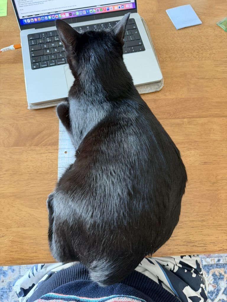 A black cat sitting in front of a laptop on Hilary's desk