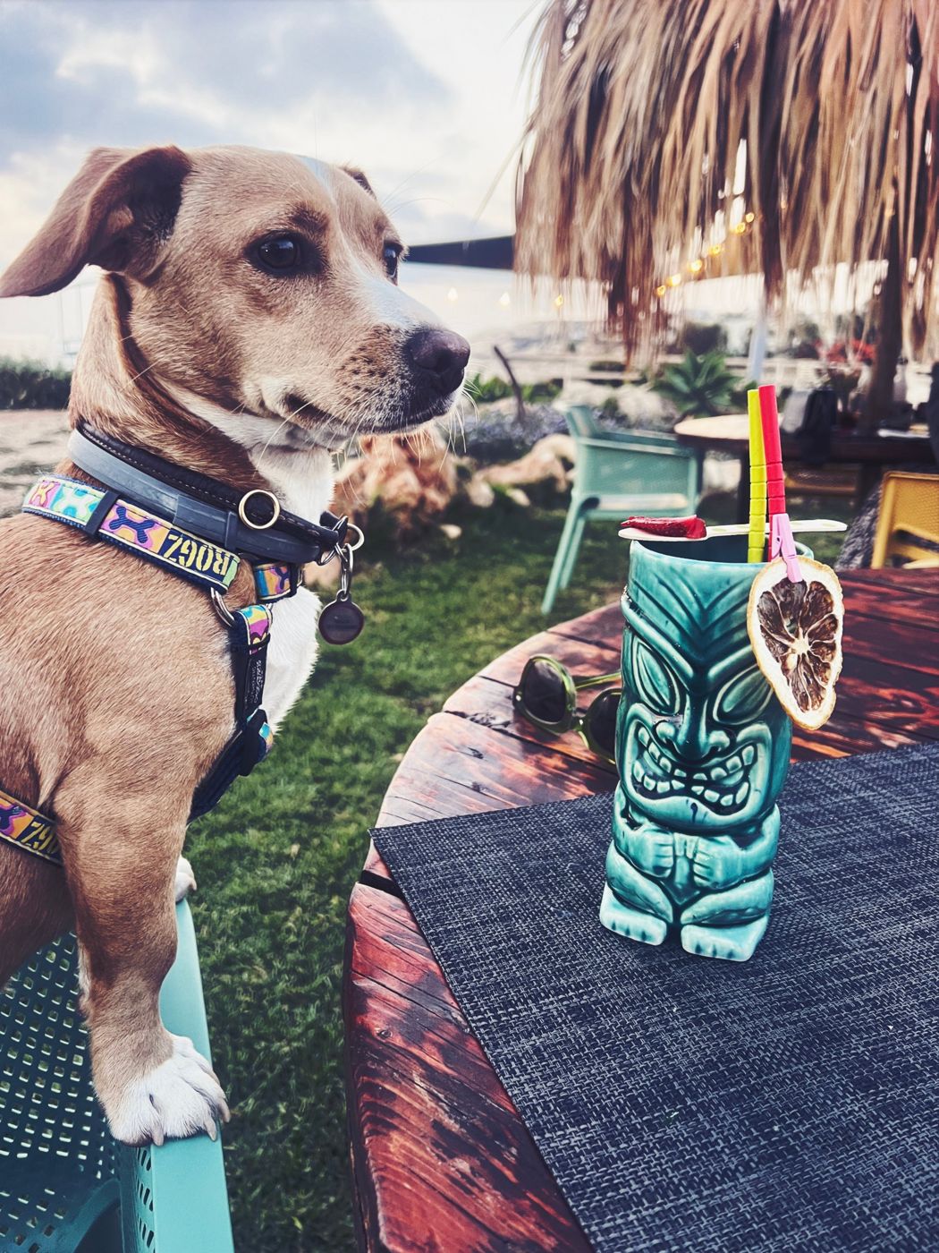 A tan and white dog sitting up at an outdoor table