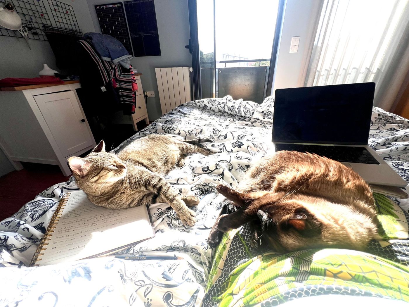 Two cats sunbathing on a bed beside a laptop